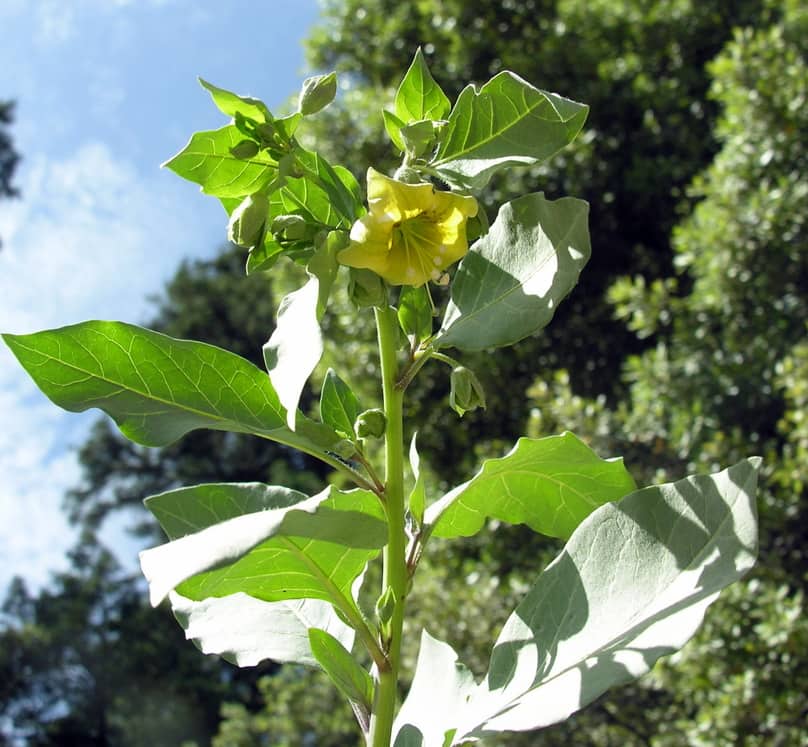 Imagen de Atropa baetica Willk.