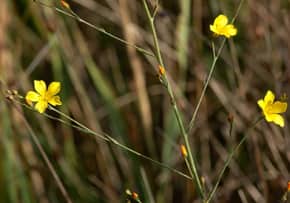 Imagen de Linum maritimus L.