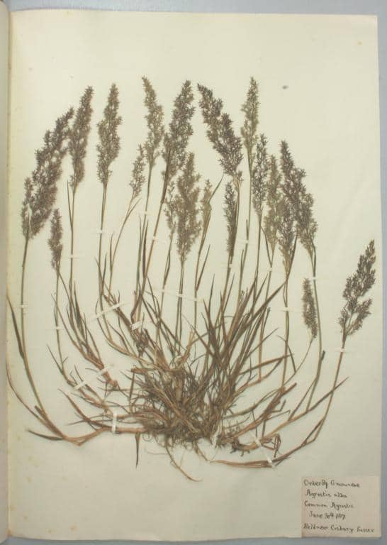 Imagen de Agrostis stolonifera L.