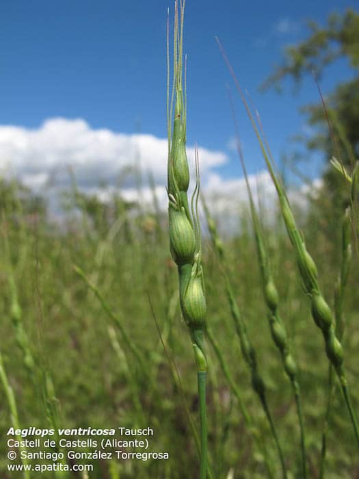 Imagen de Aegilops ventricosa Tausch