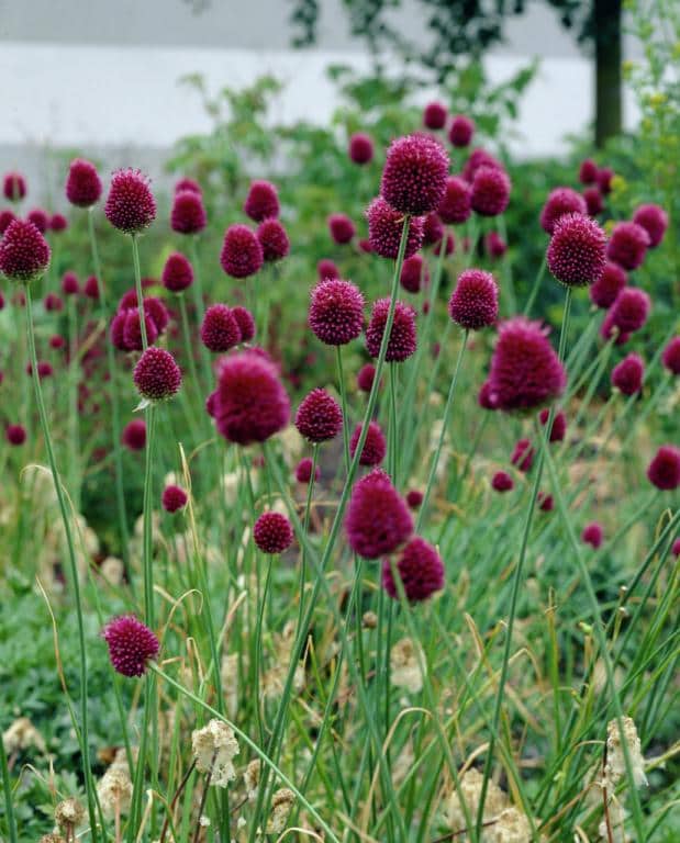 Imagen de Allium sphaerocephalon L.