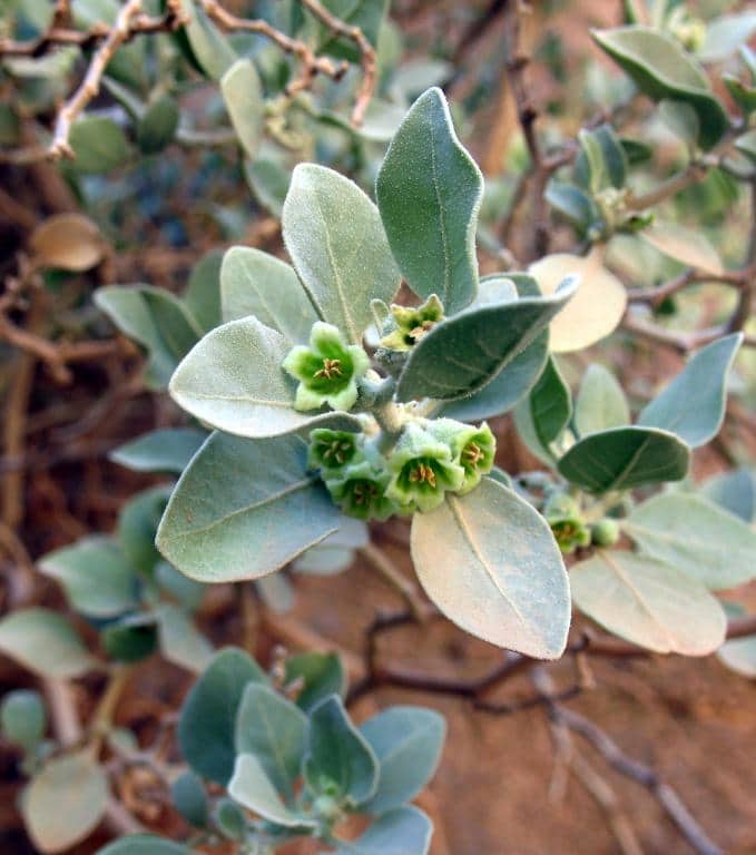 Imagen de Whitania adpressa Cosson ex Batt.