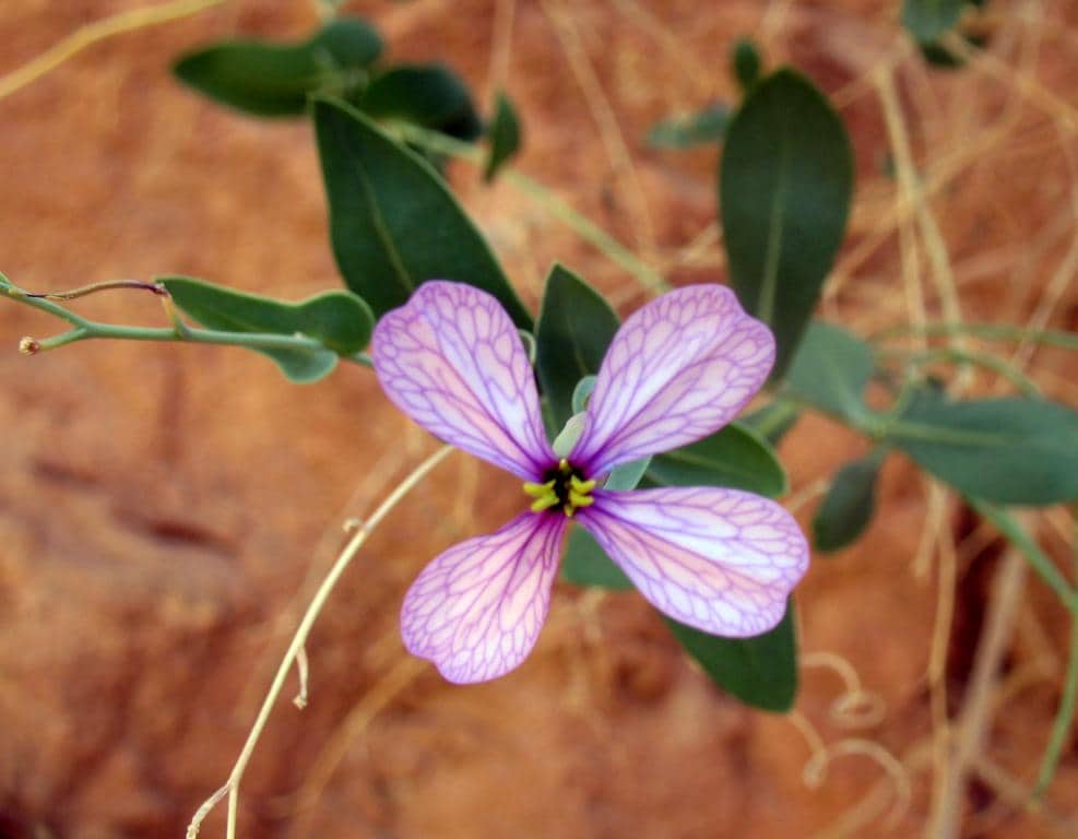 Imagen de Moricandia arvensis L.