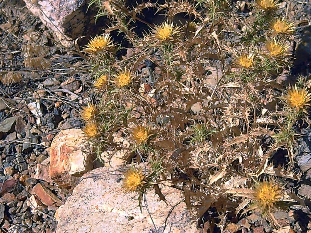 Imagen de Carlina racemosa L.