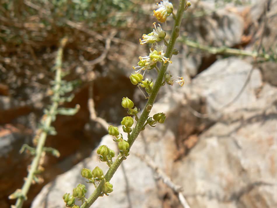 Imagen de Caylusea hexagina