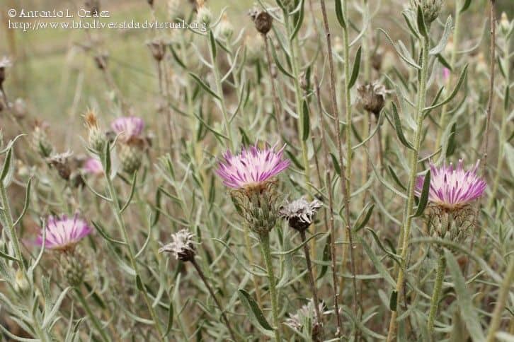 Imagen de Centaurea hyssopifolia Vahl