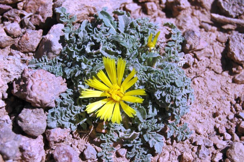 Imagen de Centaurea gattefossei Maire