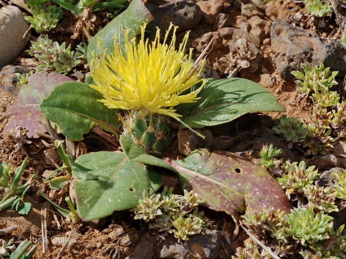 Imagen de Centaurea litardierei Jahandiez & Maire