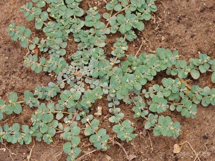 Imagen de Chamaesyce serpens (Kunth.) Small