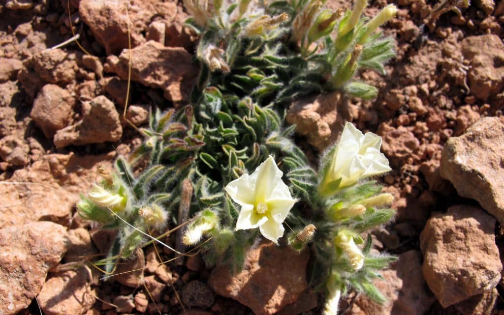 Imagen de Convolvulus