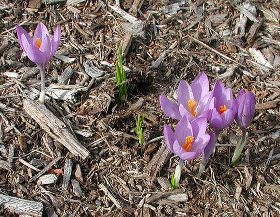 Imagen de Crocus serotinus Salisb.