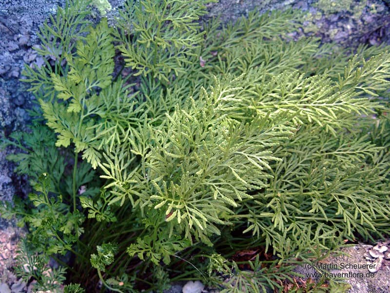 Imagen de Cryptogramma crispa (L.) R. Br. ex Hook.