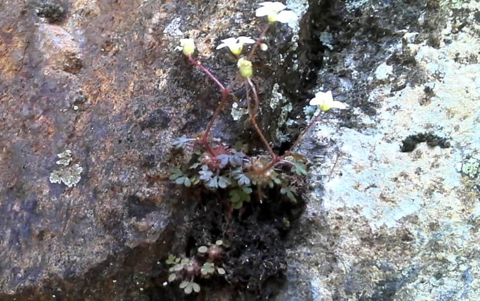 Imagen de Saxifraga gemmulosa Boiss.