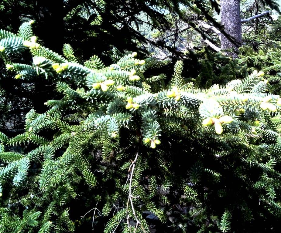 Imagen de Abies pinsapo Boiss.