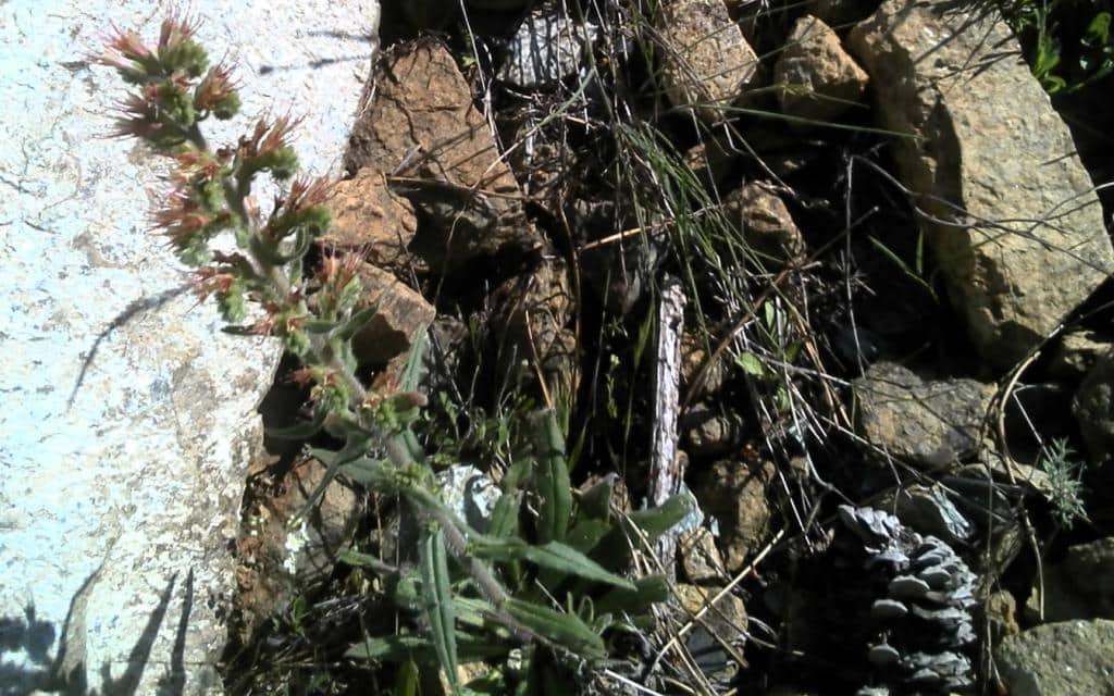 Imagen de Echium boissieri Steud