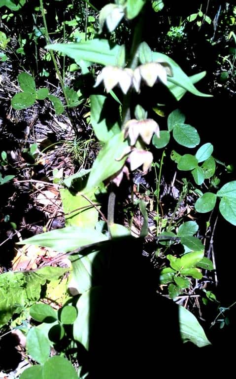 Imagen de Epipactis tremolsii Pau