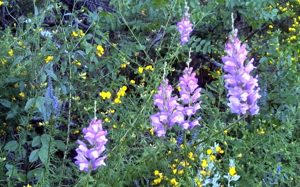 Imagen de Antirrhinum (litigiosum)