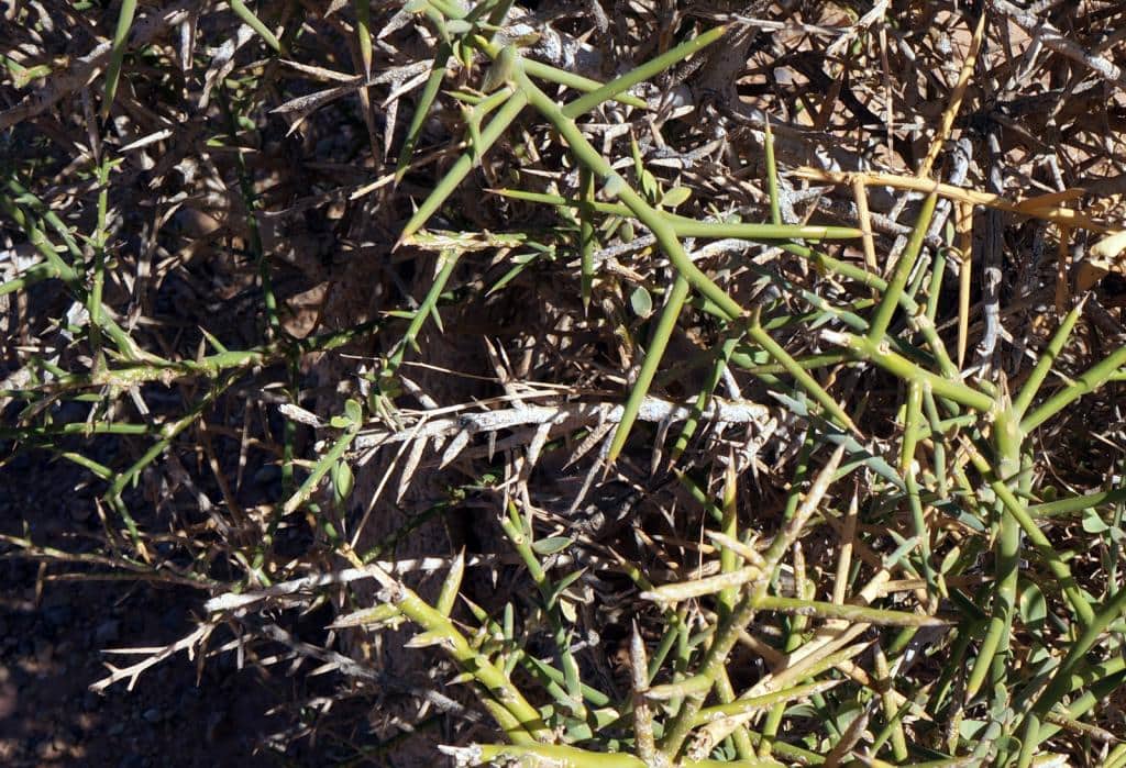 Imagen de Balanites aegyptiaca (L.) Delile