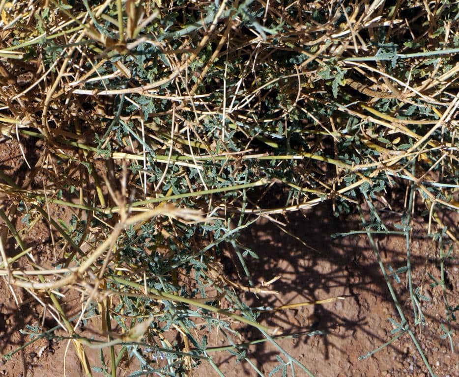 Imagen de Cullen plicatum (Delile) Stirton