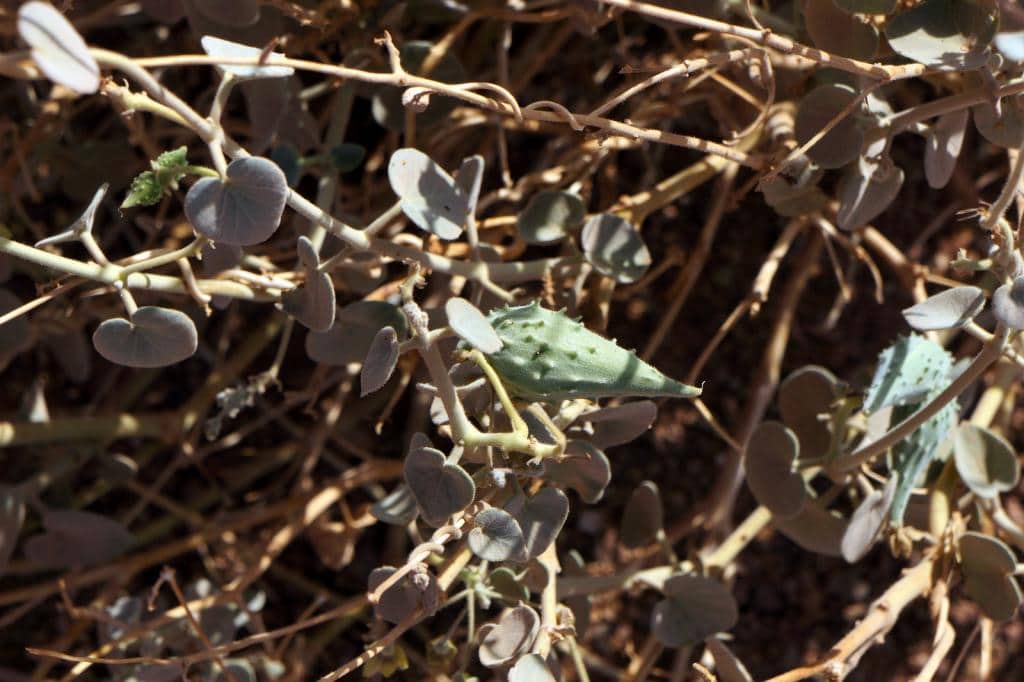 Imagen de Pergularia tomentosa L.