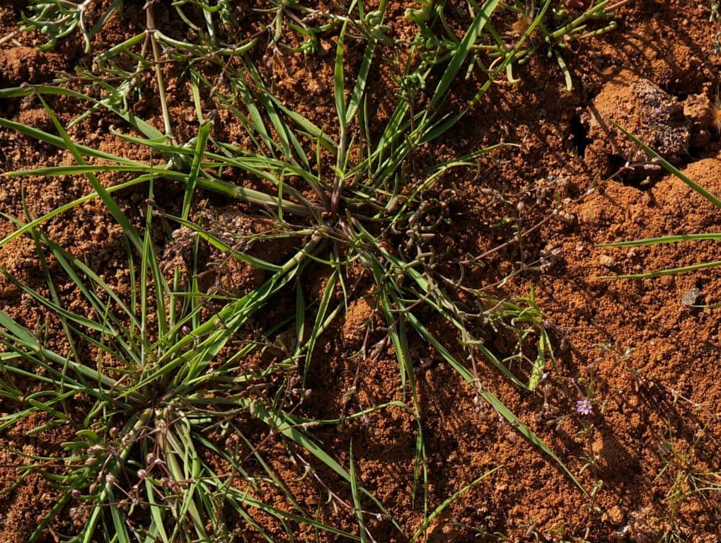 Imagen de Spergularia