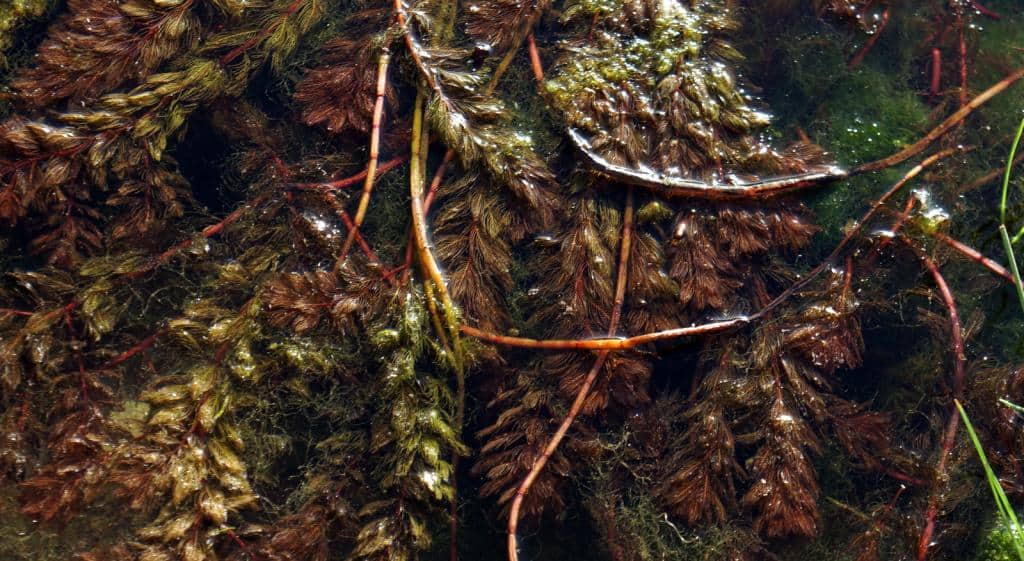 Imagen de Myriophyllum