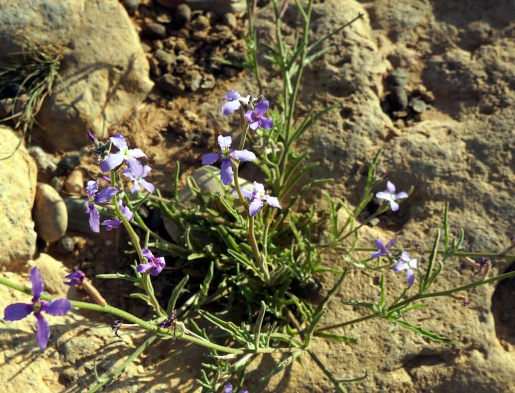 Imagen de Matthiola (tricuspidata (L.) R.Br. in W.T. Aiton