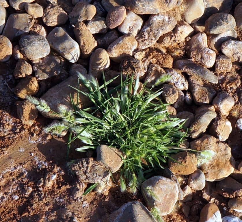 Imagen de polypogon?