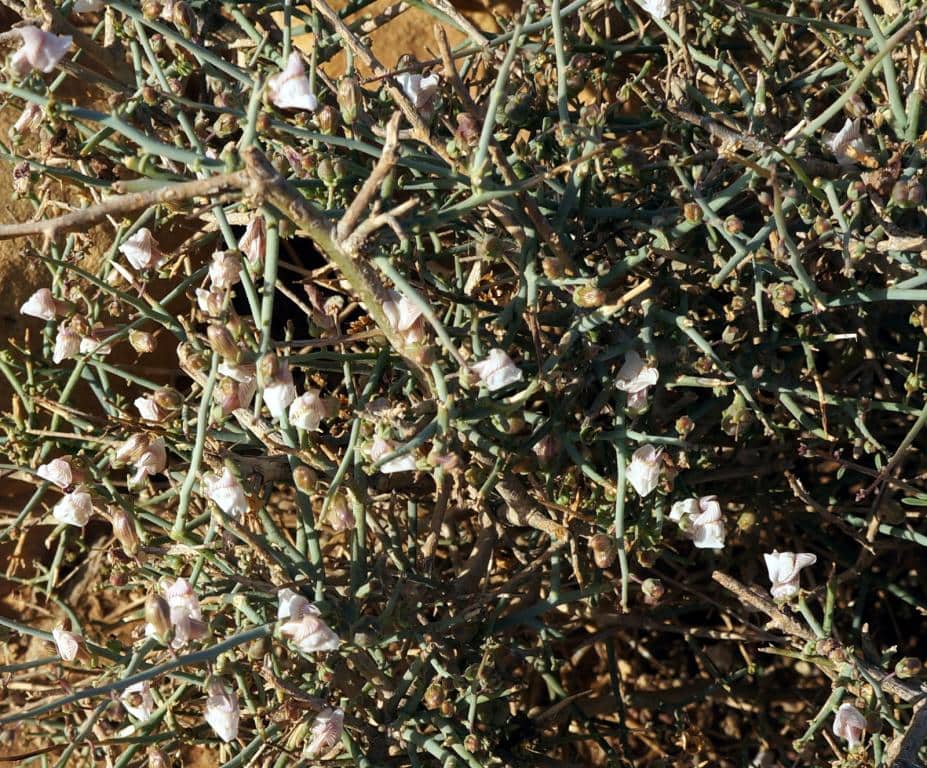 Imagen de Acanthorrhinum ramosissimum (Cosson & Durieu) Rothm.