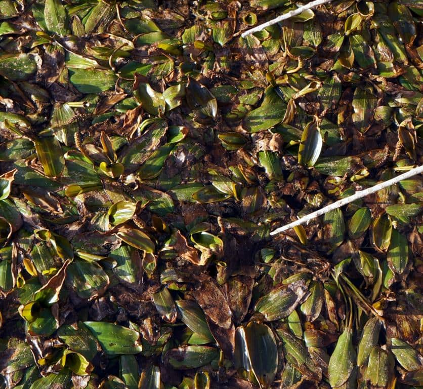 Imagen de Potamogeton