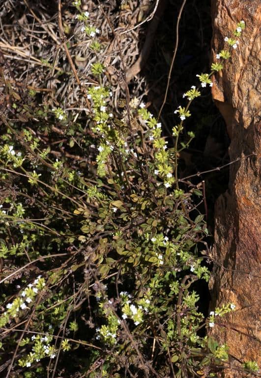 Imagen de Satureja arganietorum Emberger