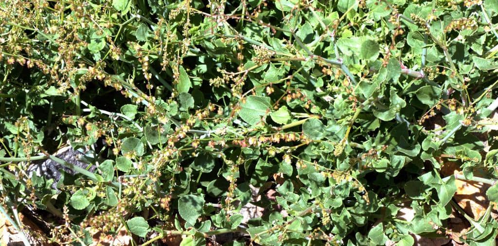 Imagen de Rumex scutatus L.
