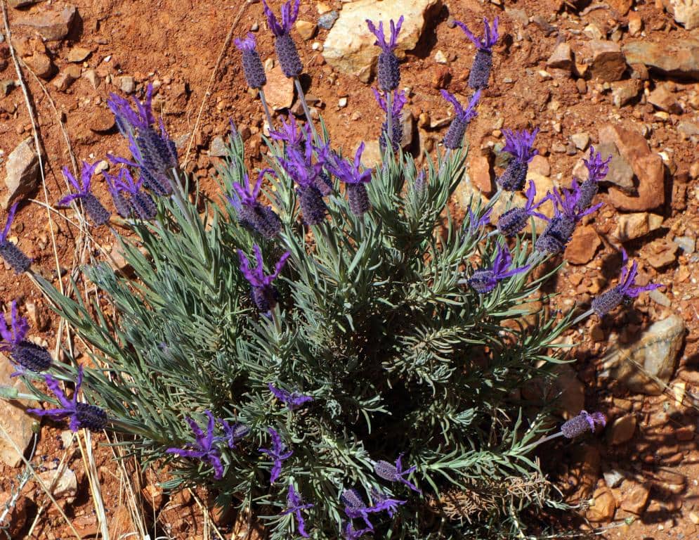 Imagen de Lavandula pedunculata (Mill.) Cav.