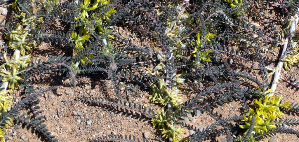 Imagen de Astragalus gombo Bunge subsp. pseudogombo (Fernandez Casas) Romo