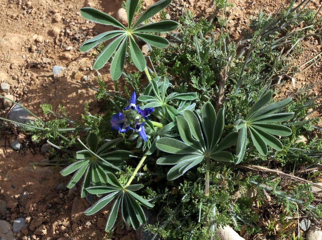 Imagen de Lupinus cosentinii Guss.