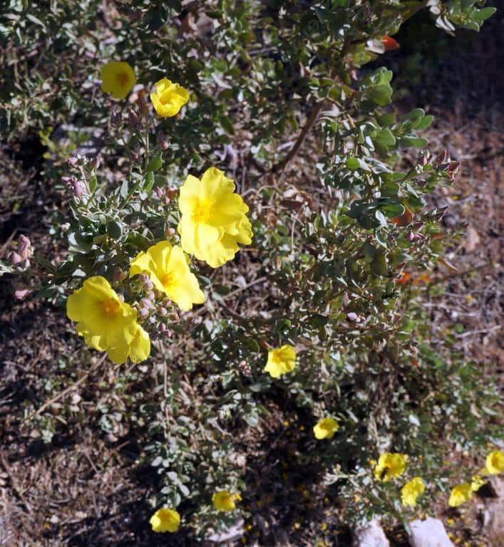 Imagen de Halimium halimifolium (L.) Willk.