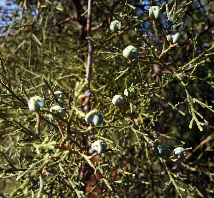 Imagen de Tetraclinis articulata (Vahl.) Mast.