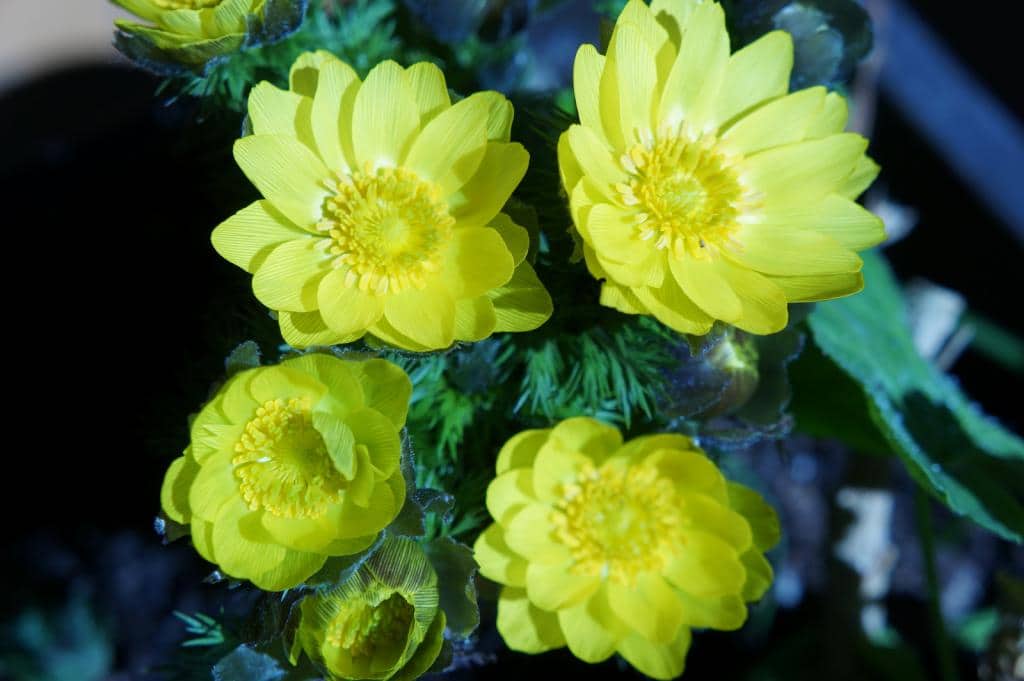 Imagen de Adonis vernalis L.