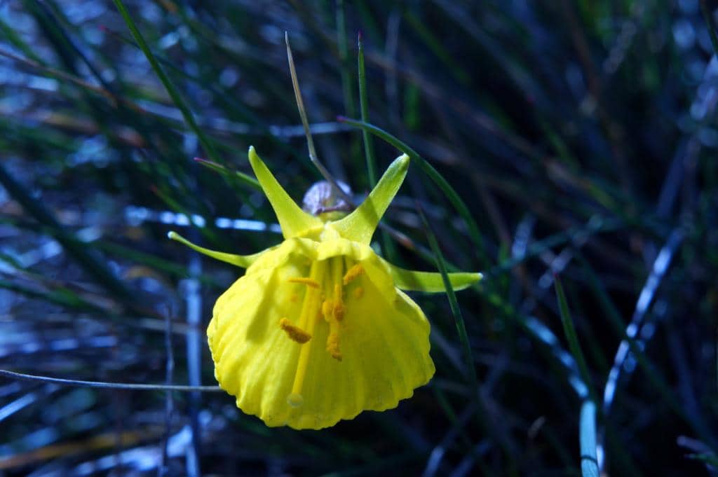 Imagen de Narcissus bulbocodium L.