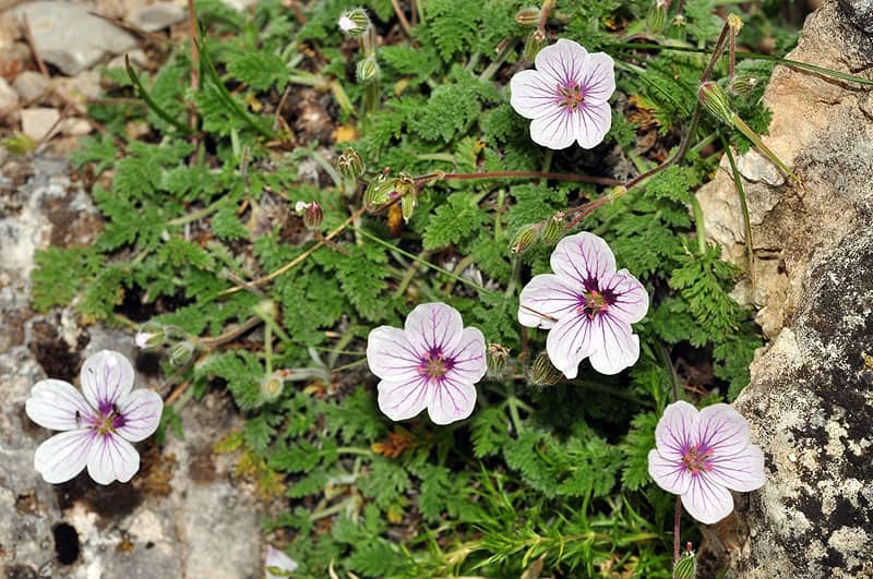 Imagen de Erodium valentinum (Lange) Greuter & Burdet