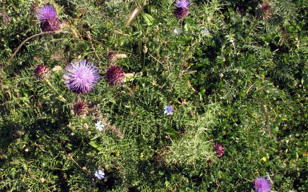 Imagen de Cynara hystrix Ball