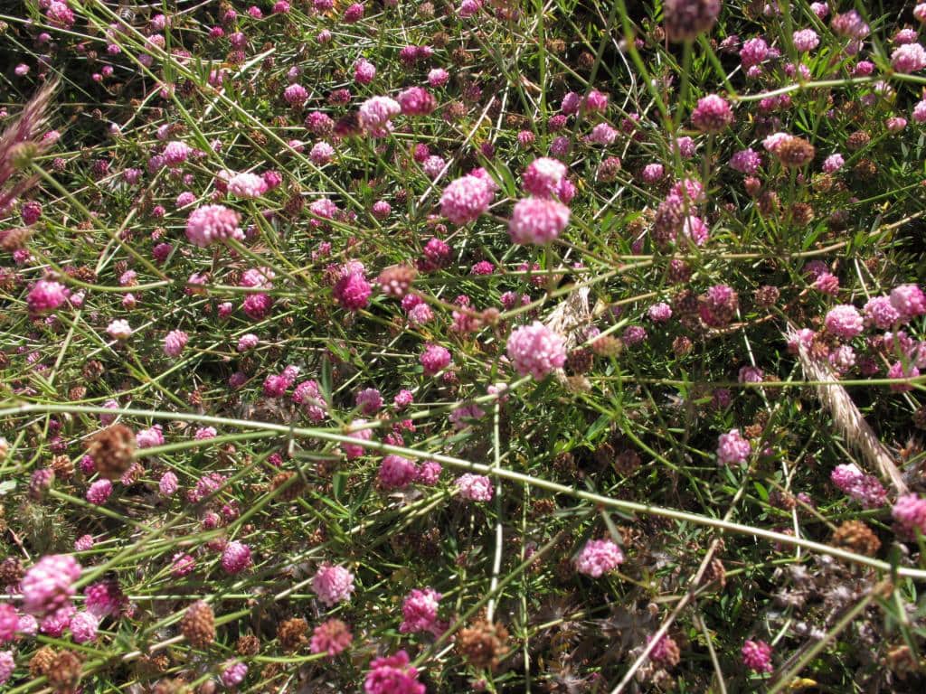 Imagen de Dorycnopsis gerardii (L.) Boiss.