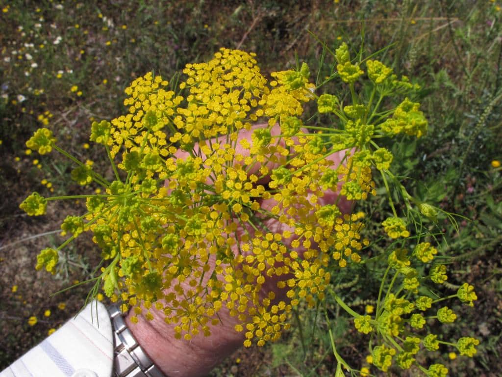 Imagen de Ridolfia segetum Moris