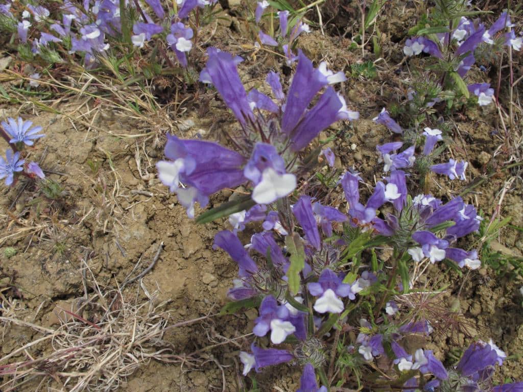 Imagen de Cleonia lusitanica (L.) L.