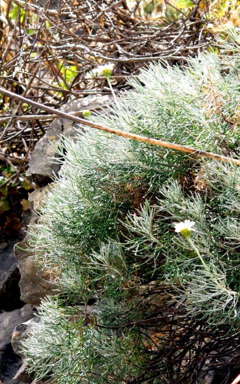 Imagen de Rhodanthemum hosmariense (Ball) "B.H.Wilcox, K.Bremer & Humphries