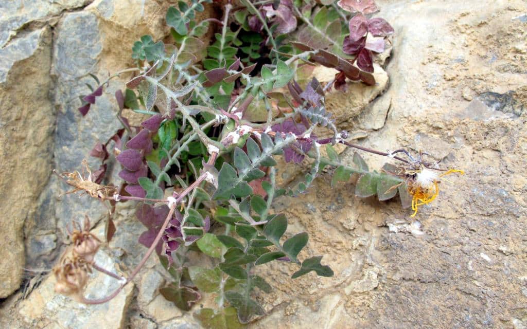 Imagen de Sonchus pustulatus Willk. in Willk. & Lange