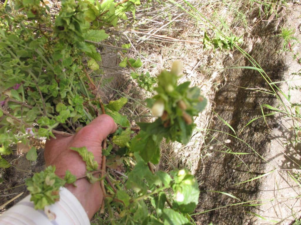 Imagen de Prasium majus L.