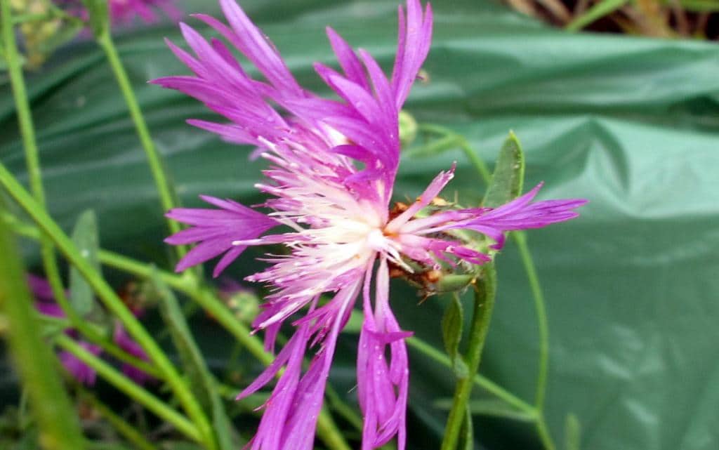 Imagen de Centaurea diluta Aiton