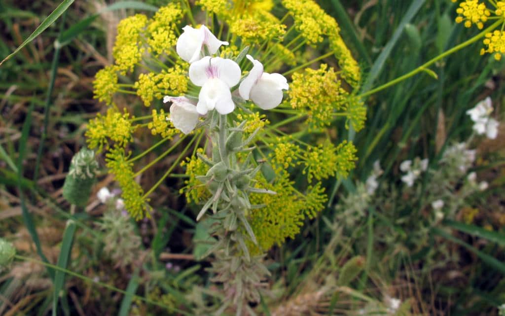 Imagen de Misopates calicinum (Vent.) Rothm.