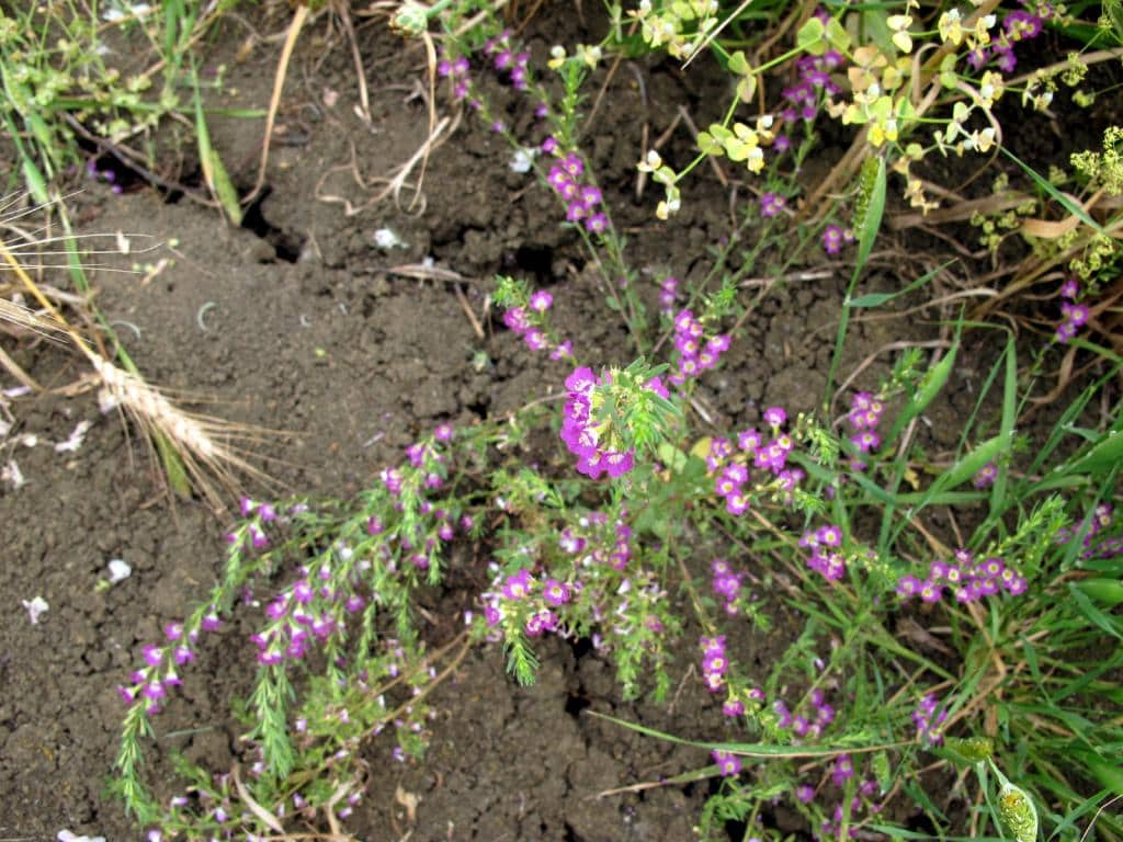 Imagen de Lythrum hyssopifolium L.